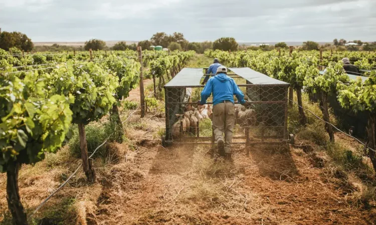 Better for Your Braai: Why Grass-Finished Meat Matters